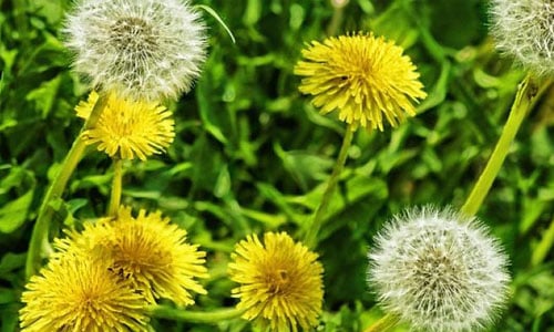 dandelions