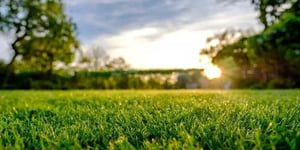 blog-common-lawn-issues-4
