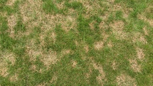 brown patch from drought stress