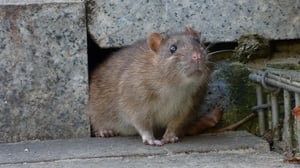 pest-control-norway-rat
