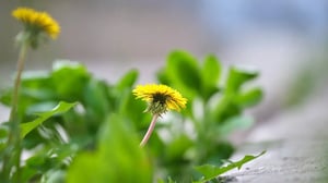 vegetation-management