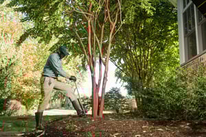 lawn tech servicing for tree and shrub care from turf doctor augusta