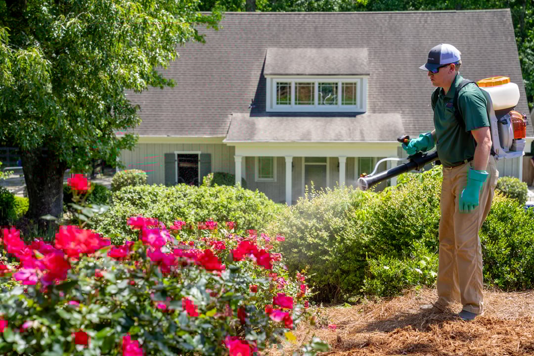 oakland turf doctor lawn technician spraying organic tick and mosquito treatment