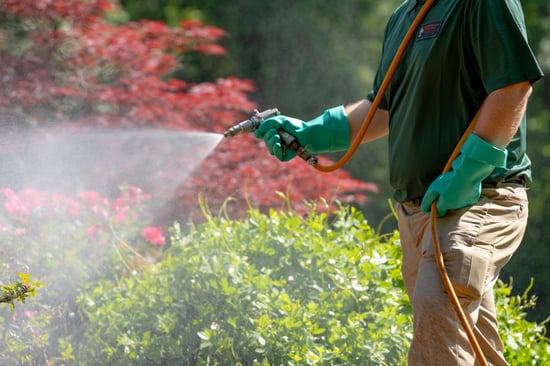 tree and shrub treatment in augusta maine