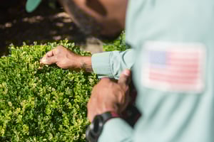 turf doctor lawn tech inspecting for ticks